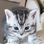 Iris Sommer - @sommer1366 - Instagram