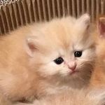 Iris - @_iris_story_ - Instagram