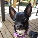 💕🐕Iris_chihuahua_story🐕💕 - @iris_chihuahua_story - Instagram