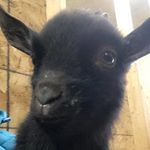 Iris the baby goat - @irisstrange2020 - Instagram