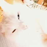 @strange_iris - Instagram
