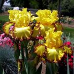 Sutton's Iris Garden - @suttonsirisgarden - Instagram