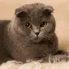 Iris Swift - @iris.swift.89 - TikTok