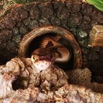 Iris Tanner - @snek_max - Instagram