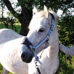 Iris Taylor - @additheeriskaypony - Instagram