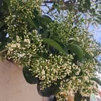 Iris Thornton - Facebook