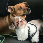 Iris e Toddy - @irisetoddy - Instagram