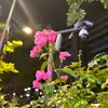 IRIS TRAN(사십오키로)☘️🌸🍀 - @iris.tran15 - TikTok