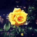 Iris Tran Blog - Facebook
