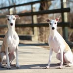 Iris Walter - @love_sighthounds - Instagram