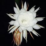 Iris Walters - @wildiris1 - Instagram