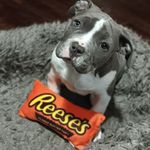 Iris Ward - @pupcupfanatic - Instagram