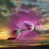 Iris Werner - @iris.werner48 - TikTok