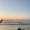 iris - @iris_whitehead - TikTok