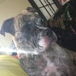 Iris Jade Wilder Aka Dat Dog😂 - @iris_the_spoiled_dog - Instagram