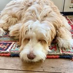 Iris Winters - @irisaussiepoo - Instagram