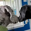 Iris and Wyatt - @thegreatestdanesofspt - TikTok