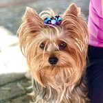 𝐼𝑅𝐼𝑆 🐾 - @iris.yorkshire - Instagram