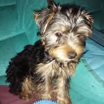 I R I S🐾 - @iris_yorkshire21 - Instagram