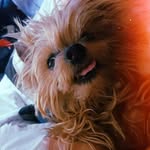 Iris 💞 - @iris_yorkie_ - Instagram