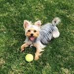 Iris🐶❤️ - @iris.yorkie_ - Instagram