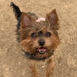 Iris - @iris_yorki_ - Instagram