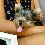 Iris💞🌸 - @iris_yorkshire_terrier - Instagram
