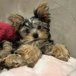 Iris - @iris_yorkshireterrier - Instagram