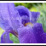 Iris York - Facebook