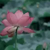 Iris Zhang - @iris.zhang68 - TikTok