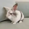 IrisZhang - @user6027266967546 - TikTok