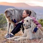 Irish Wolfhounds and Lee - @wolfhounds_and_lee - Instagram