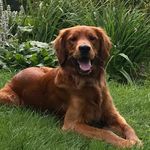 STERLING - @sterling.goldenly.irish - Instagram