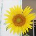 Irma Bacab - Facebook