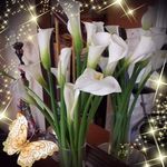 Irma De Batres - @debatresirma - Instagram