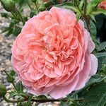 Irma Baumlein - @irmabaumlein - Instagram