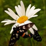 Irma Bekauri - Facebook