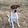 Irma🐶 - @bestirma - TikTok