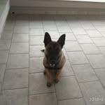 irma_the_best_dog - @irma_the_best_dog - Instagram