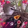 Irma Birds - @irma.birds - TikTok