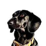 Irma the black 🖤 - @irma_the_black_dachshund - Instagram