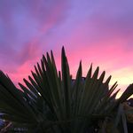 Just Paradise here.... - @irmabloom7 - Instagram