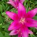 Irma Boyles - Facebook