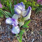 Irma Briggs Polster - @irmapolster - Instagram