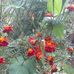 Irma Brito - Facebook