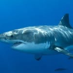 Shark - @irma.a.bryant - Instagram