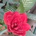 Irma Buenrostro - Facebook