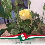 Irma Calixta - @irmacalixta - Instagram