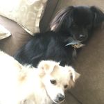 Sophie E Cherry 🐶💞 - @irmas_sophiecherry - Instagram