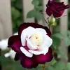 irmaguebara - @irma.guevara4 - TikTok